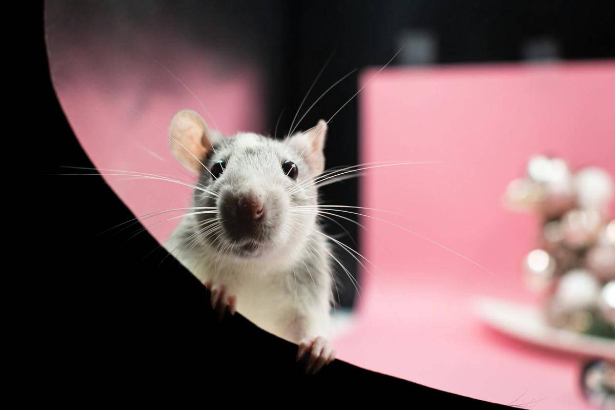 ilustrasi tikus (unsplash.com/Nikolett Emmert)